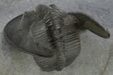 Enrolled Scotoharpes Trilobite - Boudib, Morocco #328608-4